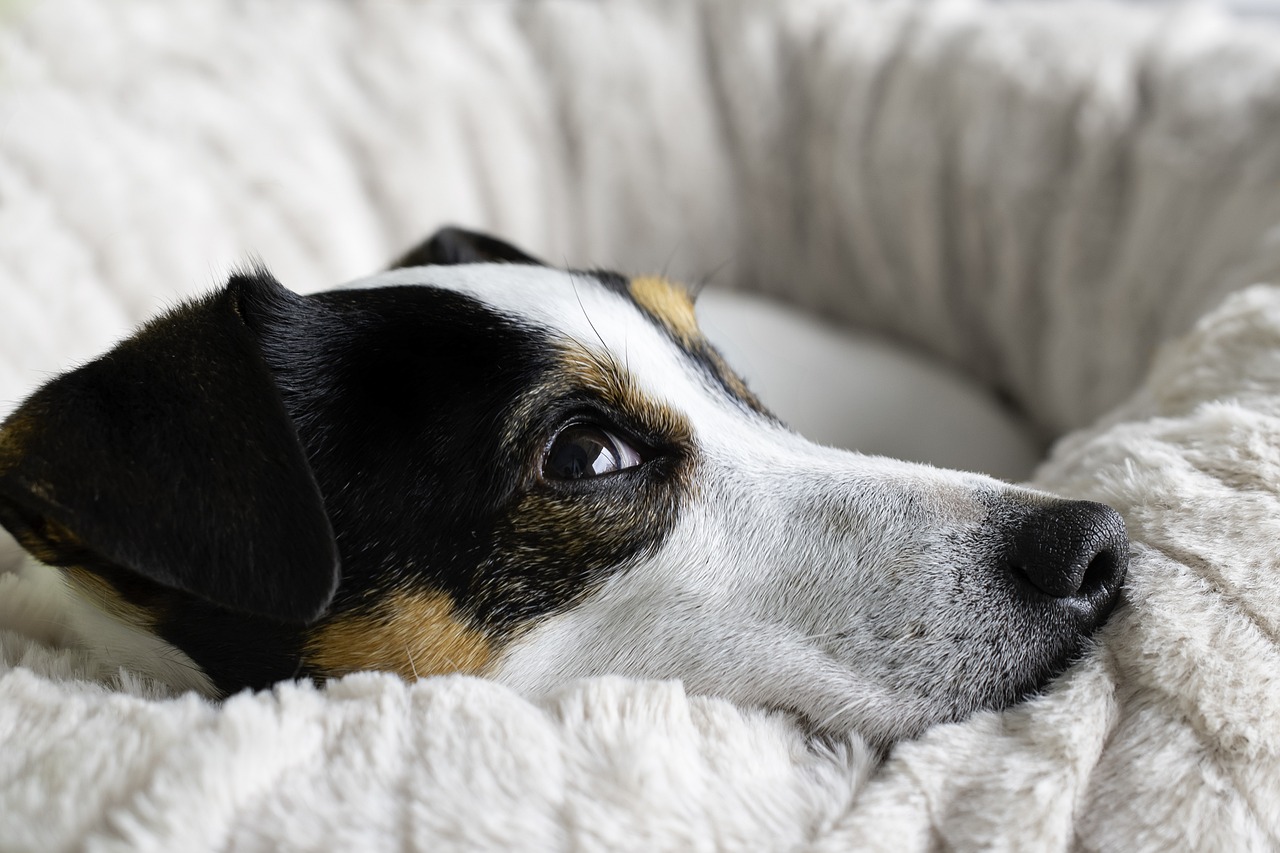 Recognizing the Signs of Arthritis in Pets